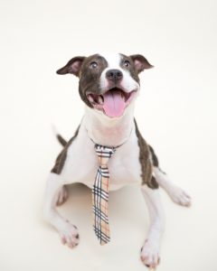 Jem the dog prior to operation, wearing a tie